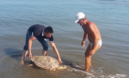 Një specie detare e llojit Caretta Carretta rreth 60 kg, shpëtohet nga pushuesit