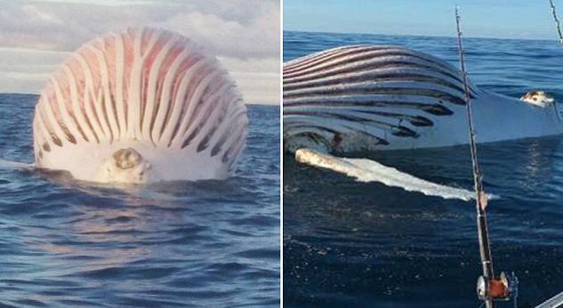 Çfarë është kjo gjë me pamje aliene në oqean?!!