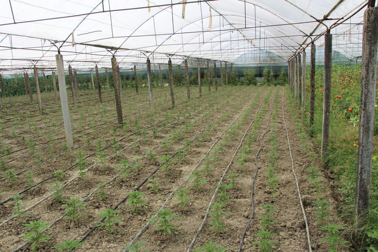 Një serë moderne në Berat për kanabisin që reklamon Kokëdhima