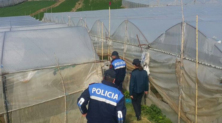 Policia e Shtetit, aksion masiv kundër farës dhe kubikëve