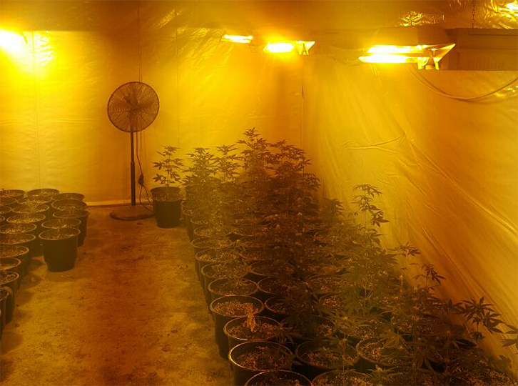 FOTO/ Gjirokastër, “Neonet” zbulojnë një serë kultivimi cannabis sativa