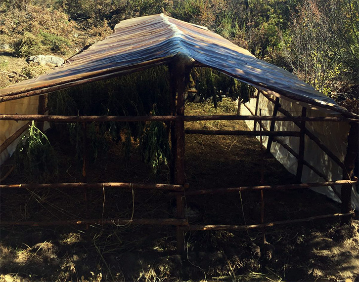 VIDEO/ Kultivuesit ia mbathin në pyll, Policia bën video në serën e drogës së braktisur