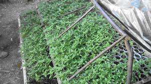 Gjirokaster, mbi kalldrëm 466 bimë kanabis, pas deklaratave të Kokëdhimës