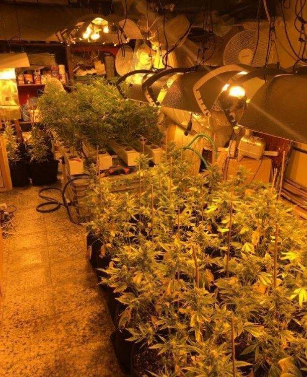 DOKUMENTI SEKRET/ Policia pranon dështimin: Ja 4 arsyet pse pati superprodhim të kanabisit