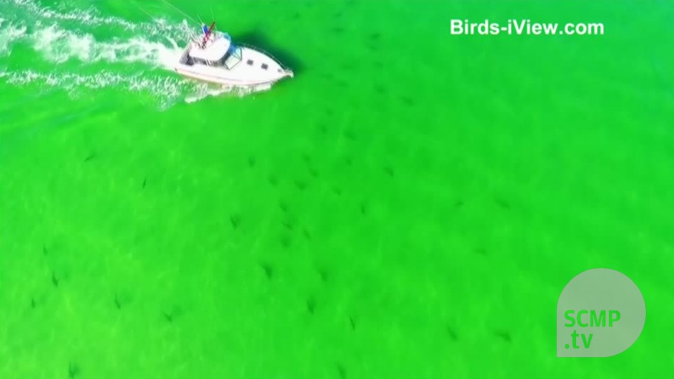 VIDEO/ Droni filmon qindra peshkaqenë mes pushuesve e varkave të shumta në brigjet e Floridas