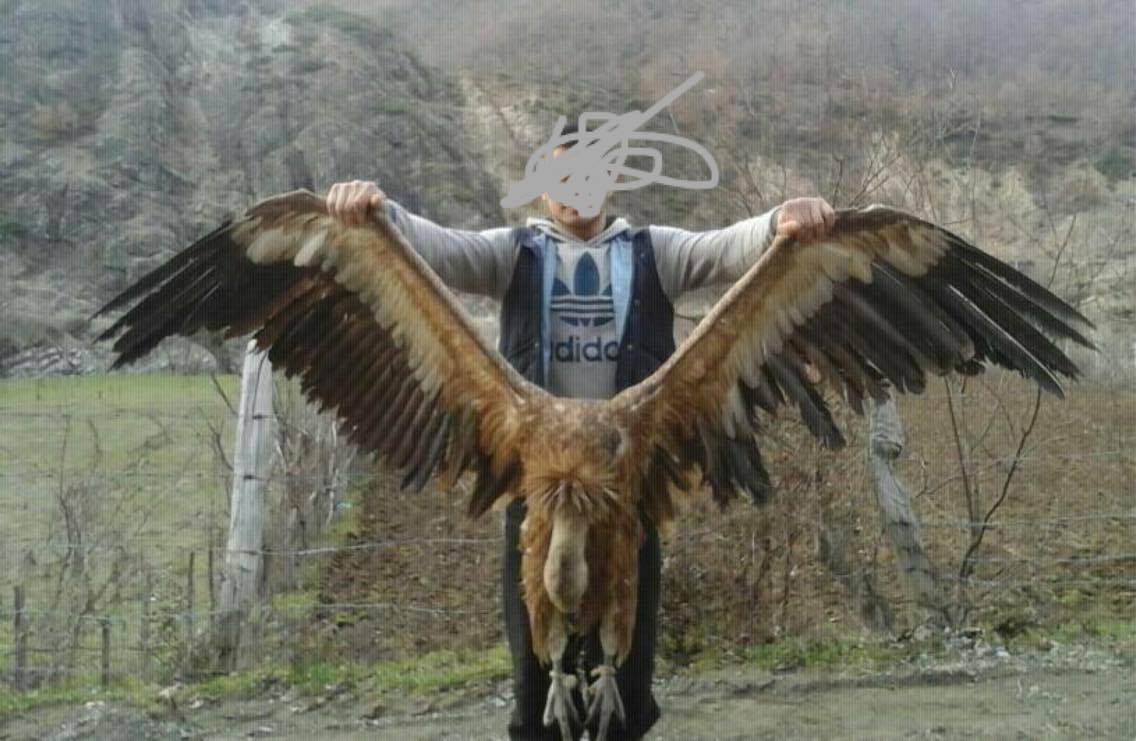 Vritet një shkabë në Kukës, e fundit në Shqipëri