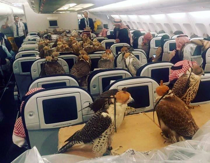 FOTO LAJM/ Çudia arabe e radhës, princi prenoton avionin për 80 skifterët e tij