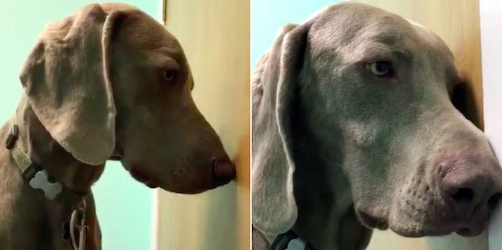 VIDEO/ Qeni konsumon hashash…, bëhet për te veterineri