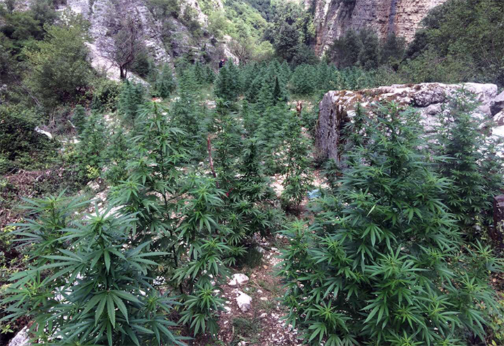 Lulëzon fushat e mbjelljes në Tepelenë, kryeqytetin e kanabisit