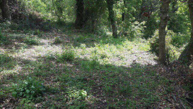 FOTO & EMRA/ Policia gjen arë me kanabis në fshat, prangos tre pensionistë nga Tirana dhe një kryeplak