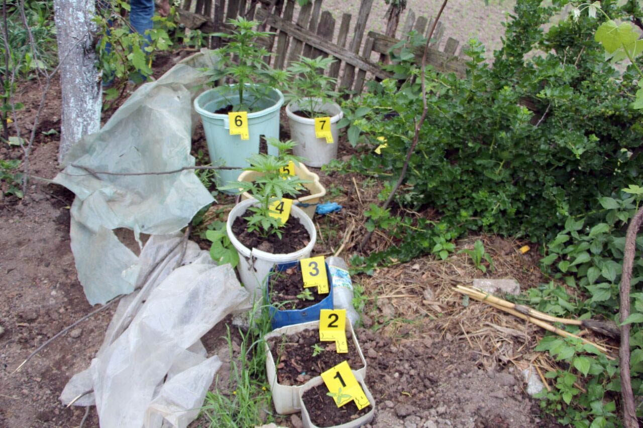 FOTO/ Tropojë, arrestohet 26-vjeçari për 12 rrënjë bimë narkotike