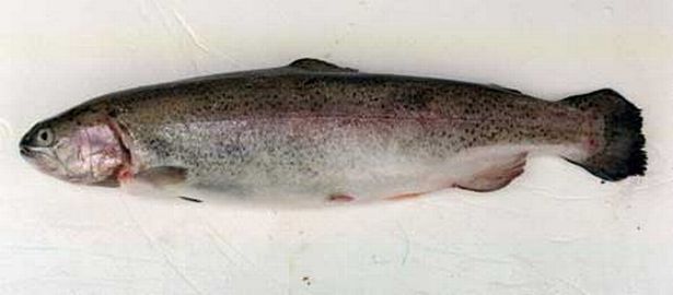 FOTO LAJM/ Peshku kërcen nga uji dhe ja çfarë e papriture i ndodh