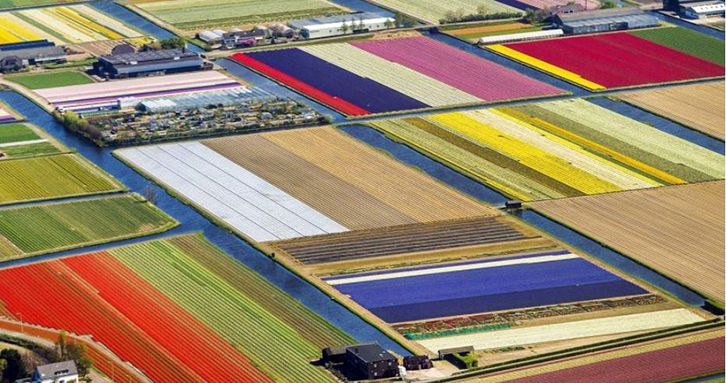 FOTO GALERI/ Fusha “të pikturuara” me tulipanë