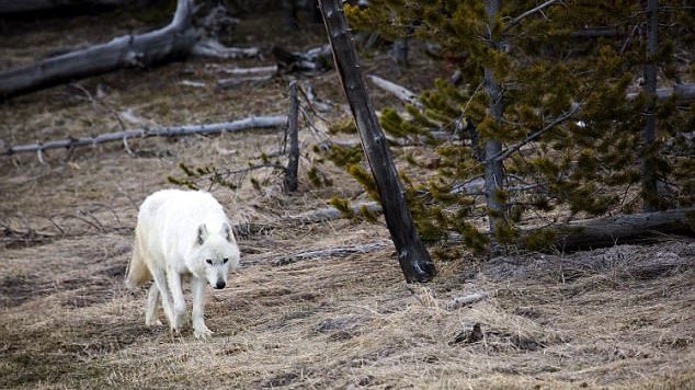 FOTO LAJM/ Kush identifikon “atentatorin” ndaj këtij ujku, ja sa dollarë përfiton si shpërblim