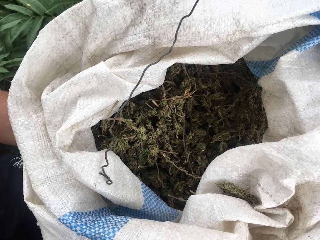 FOTO/ Vlorë, arrestohet 24 vjeçari, ju gjetën 11 kg kanabis në shtëpi