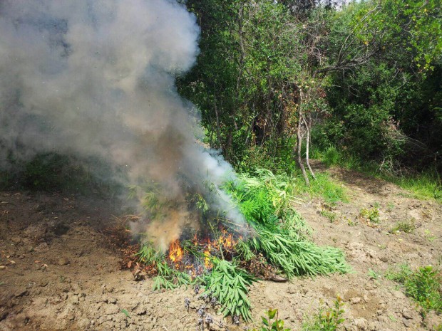 Mirditë, asgjësohen afërsisht 1 mijë rrënjë kanabis