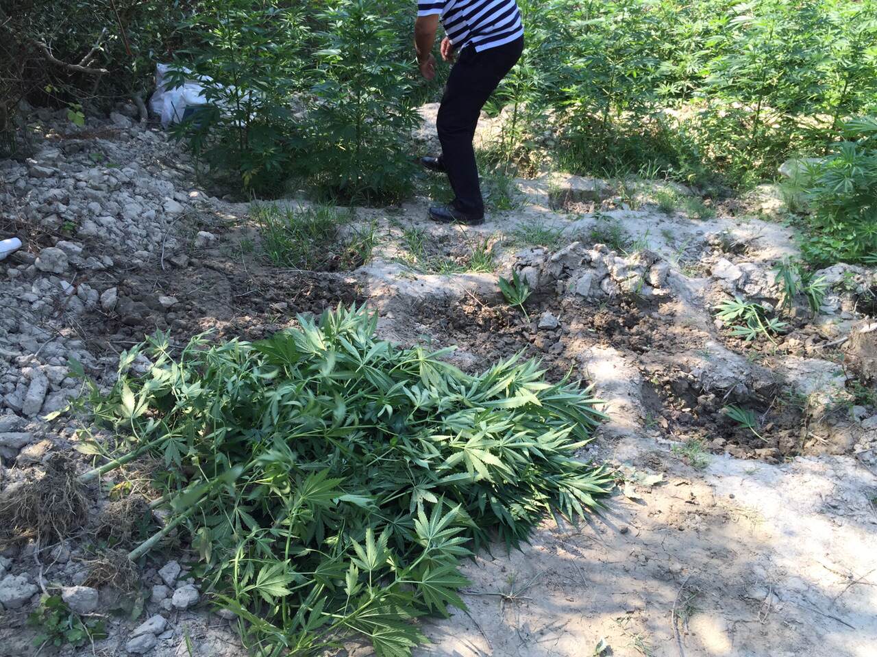 Shefi komisariatit të Vlorës “rrafshon” pyje dhe “kultivon” kanabis