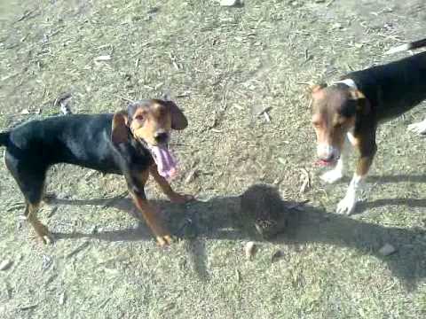 Protesta e rrallë, moratoriumi i gjuetisë po prish zagarët