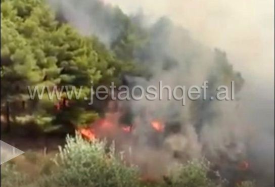VIDEO/ Zjarr masiv në Levan të Fierit, digjen 10 hektarë ullishte