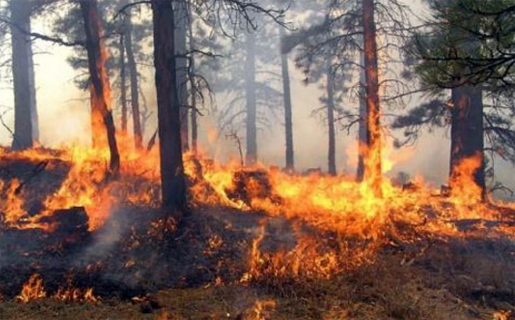 Sarandë, përfshihen nga flakët 4 hektarë me drurë dhe shkurre
