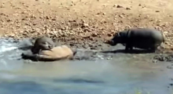 VIDEO/ Luftë për mbijetesë – Rinoqeronti nuk e lë të pijë ujë, hipopotami e sulmon