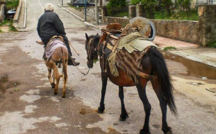 E RRALLË/ Gramsh, Policia padit mushkën.., ja arsyeja