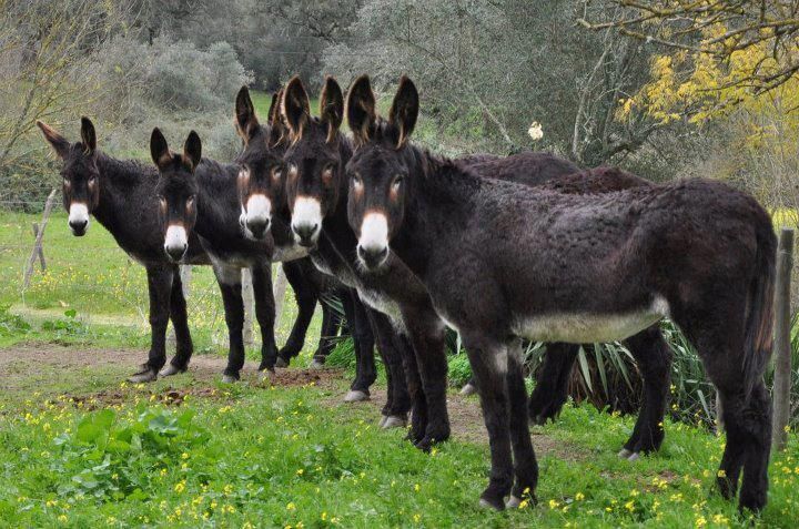 Kina po blen të gjithë gomerët, nuk do e besoni arsyen