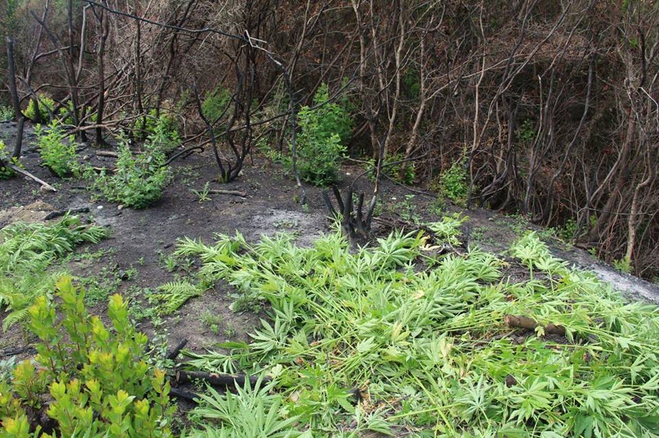 Droga s’ka të ndalur, tani po “mbin” vetë, befasohet policia