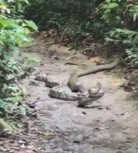 Video/ Lufta mes mbretërve të gjarpërinjve, kobras dhe pitonit