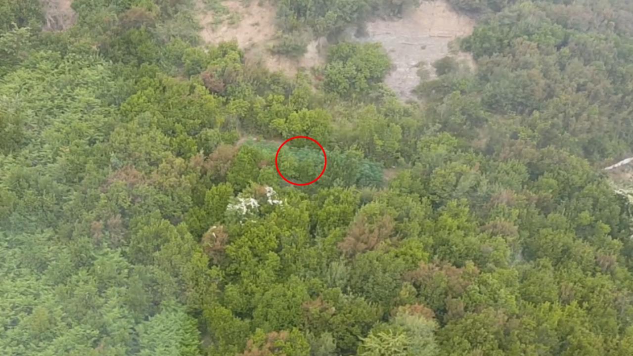 Krujë, operacion antidrogë, asgjësohen 850 bimë narkotike