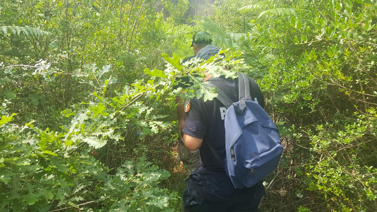 Krujë, operacion antidrogë, asgjësohen 850 bimë narkotike