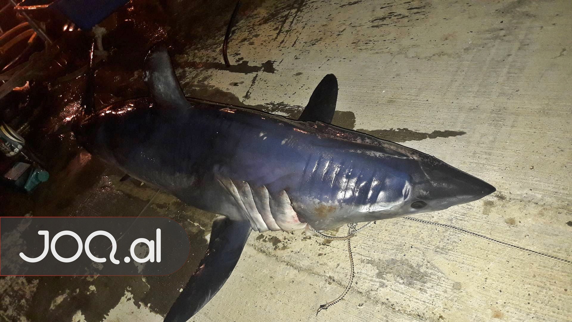 FOTO/ Durrës, ja çfarë specie të rrallë kapën peshkatarët