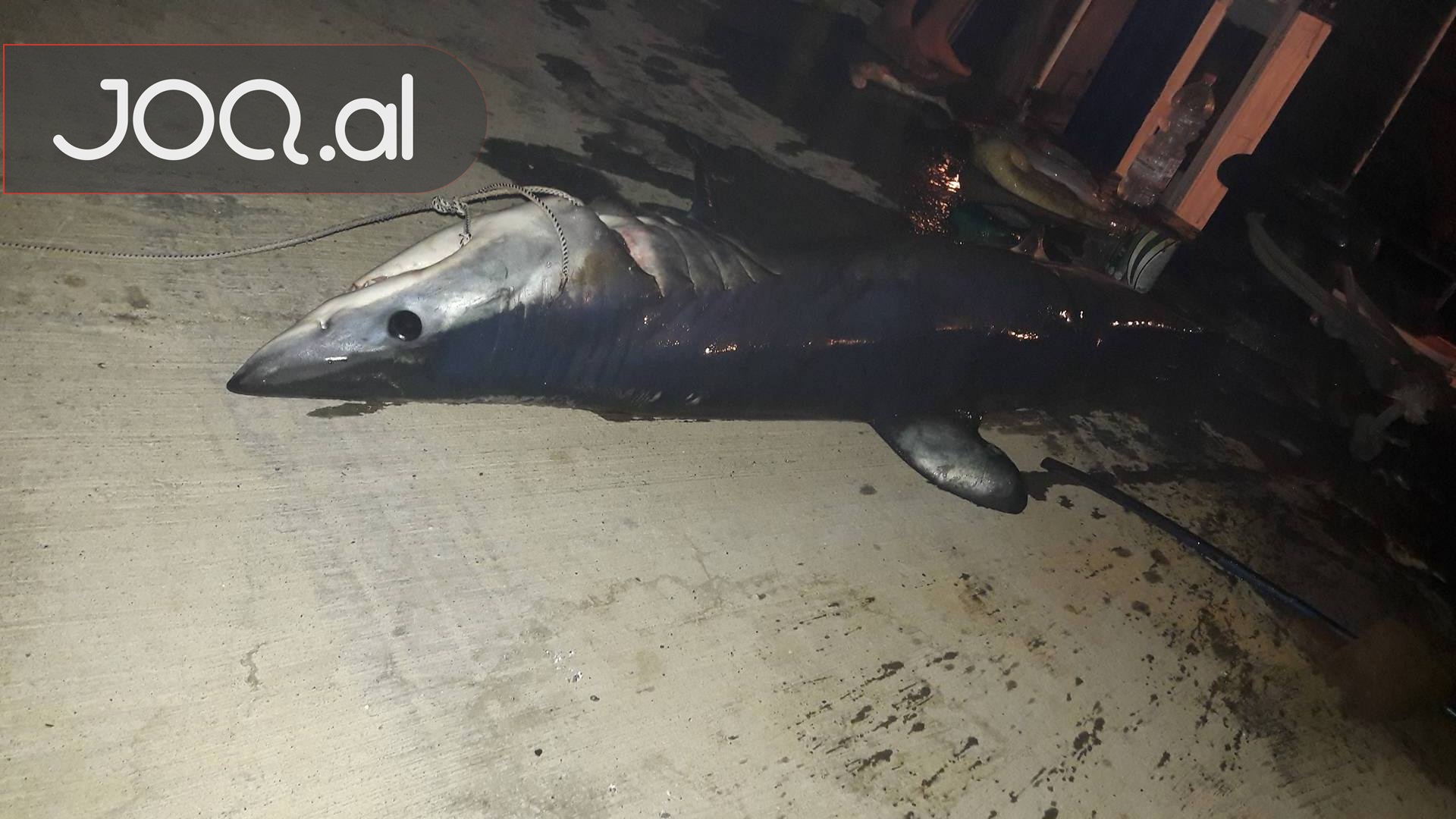 FOTO/ Durrës, ja çfarë specie të rrallë kapën peshkatarët