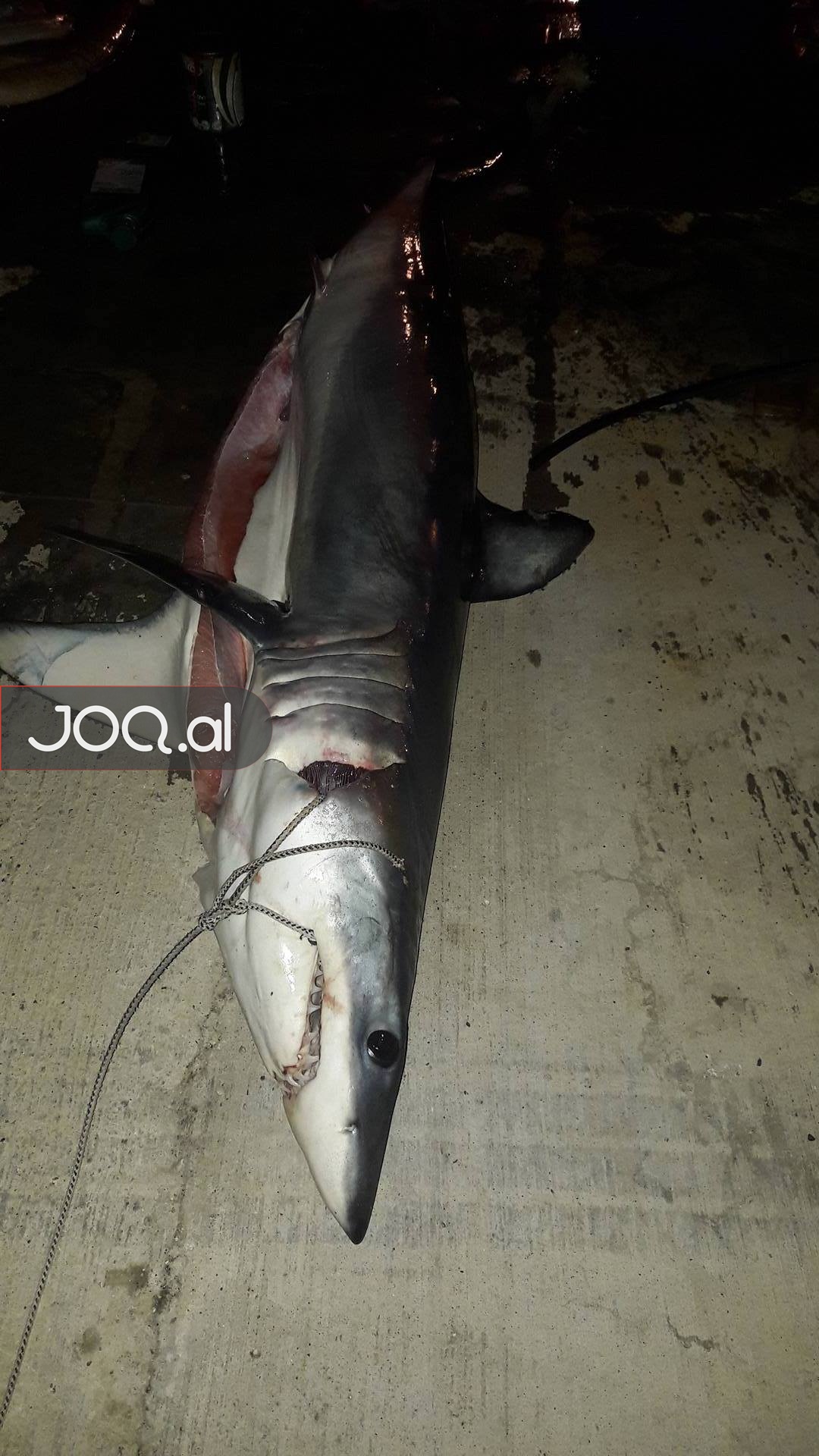 FOTO/ Durrës, ja çfarë specie të rrallë kapën peshkatarët