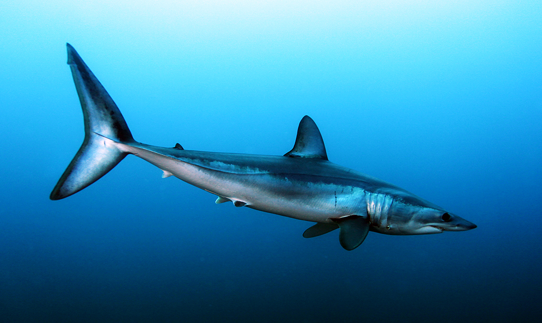 FOTO/ Durrës, ja çfarë specie të rrallë kapën peshkatarët