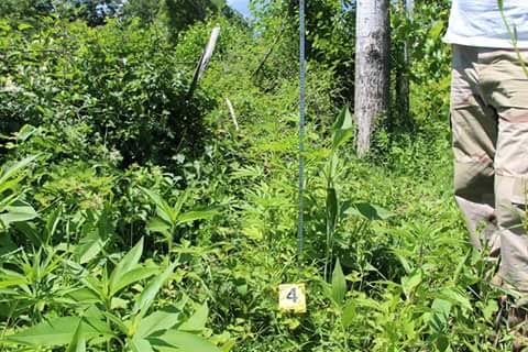 TROPOJË/Zbulohet parcela me hashash, arrestohet një person