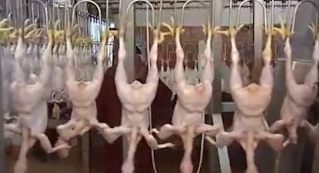 Pulat me salmonelë, AKU i kthen në Brazil