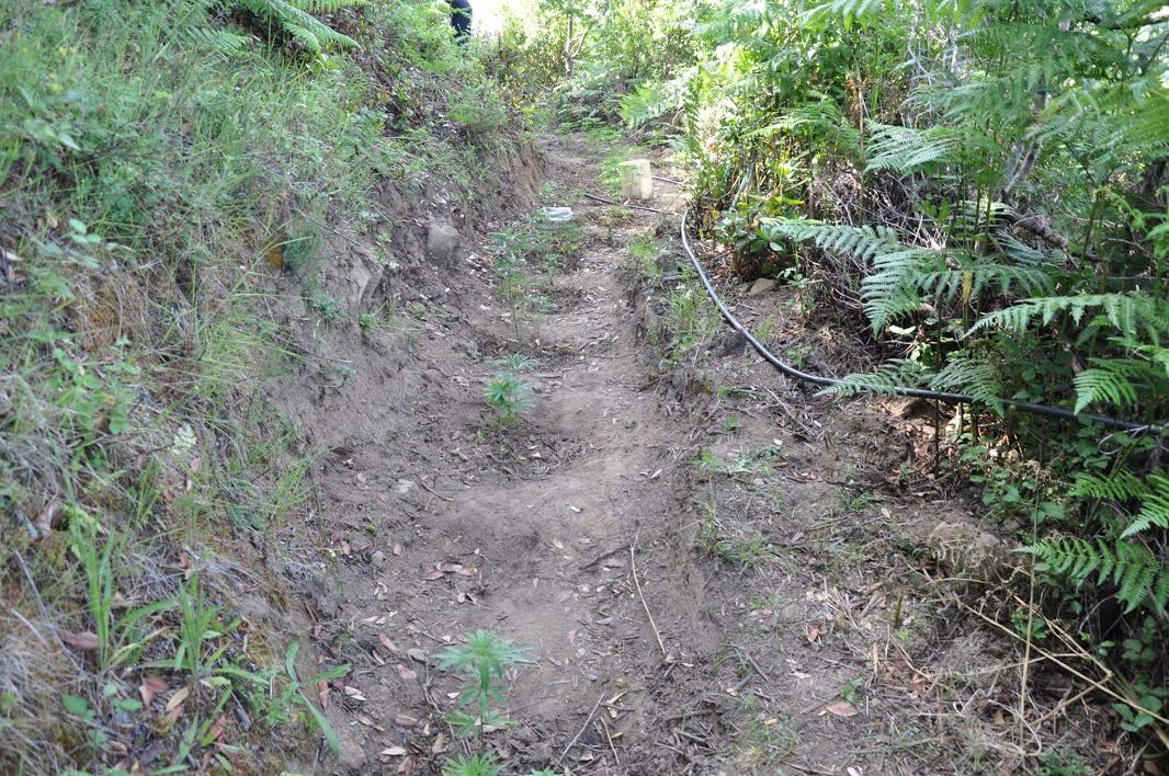 FOTO/ Vlorë, operacion masiv antidrogë, asgjësohen 3515 rrënjë kanabis, në pranga 63 vjeçari