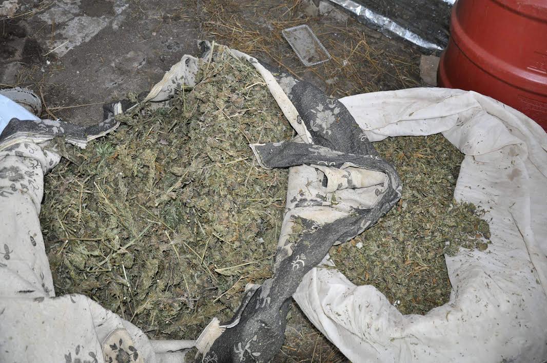 FOTO/ Vlorë, operacion masiv antidrogë, asgjësohen 3515 rrënjë kanabis, në pranga 63 vjeçari