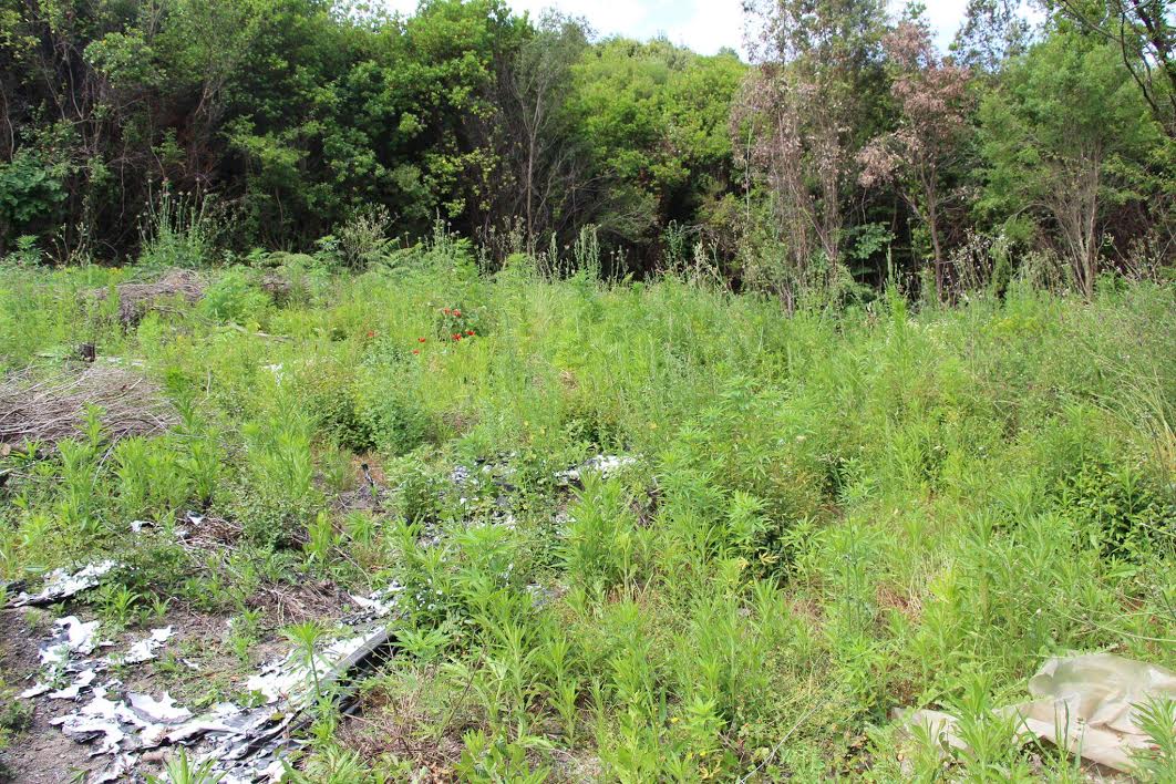 FOTO/ Vlorë, operacion masiv antidrogë, asgjësohen 3515 rrënjë kanabis, në pranga 63 vjeçari