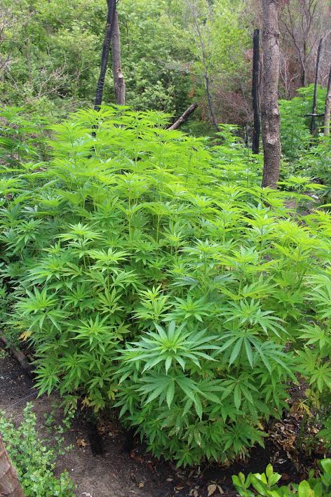 FOTO/ Vlorë, operacion masiv antidrogë, asgjësohen 3515 rrënjë kanabis, në pranga 63 vjeçari