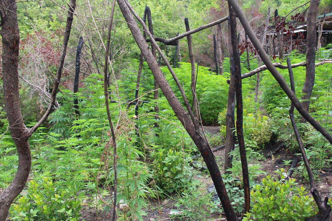 FOTO/ Vlorë, operacion masiv antidrogë, asgjësohen 3515 rrënjë kanabis, në pranga 63 vjeçari
