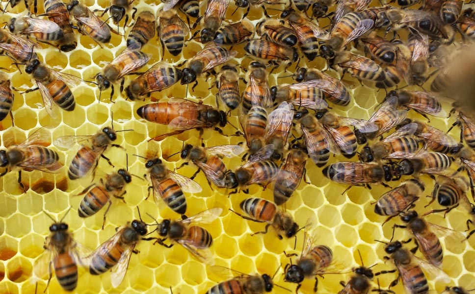 VIDEO/ Gramsh, sëmundja e bletëve sakaton mizat dhe sterilizon meshkujt