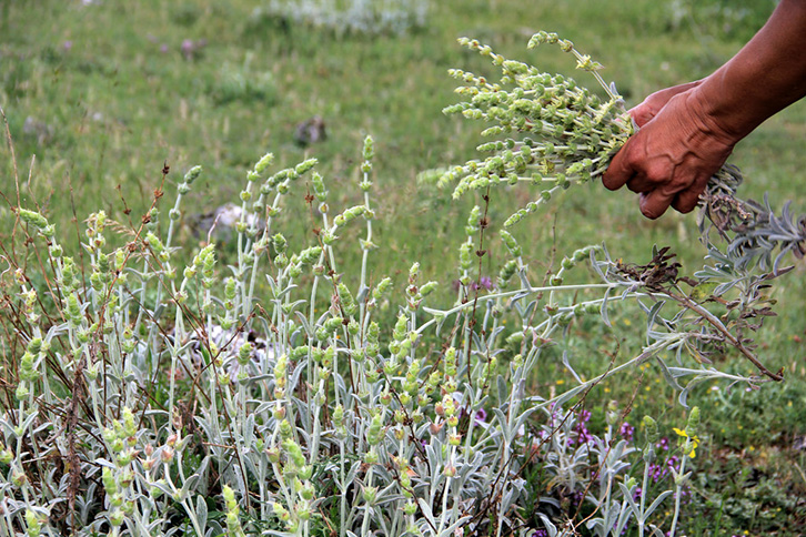 Shqipëria dhe Greqia në “luftë” për çajin e malit