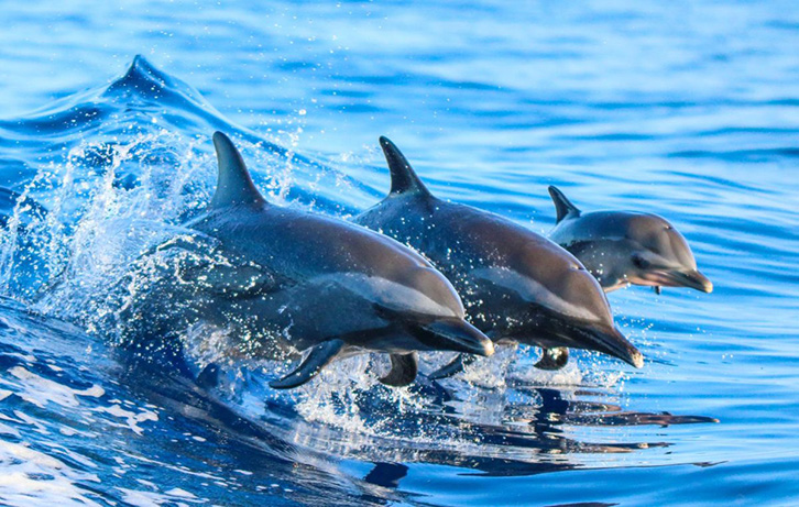 Delfinët thirren në ndihmë për të shpëtuar speciet më të rrezikuara