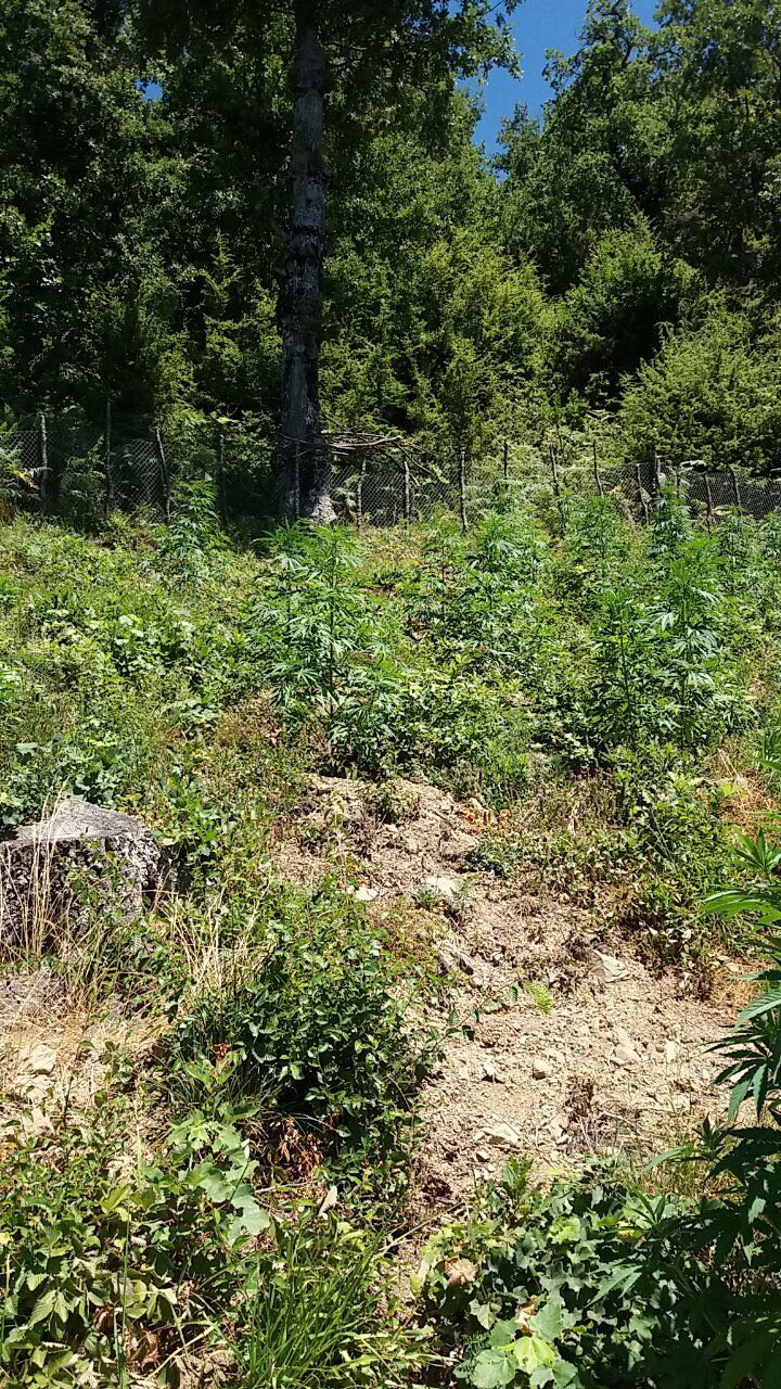 FOTO GALERI/ Krujë, ja si u zbuluan 277 bimë kanabis, identifikohen dhe shpallen në kërkim pronarët