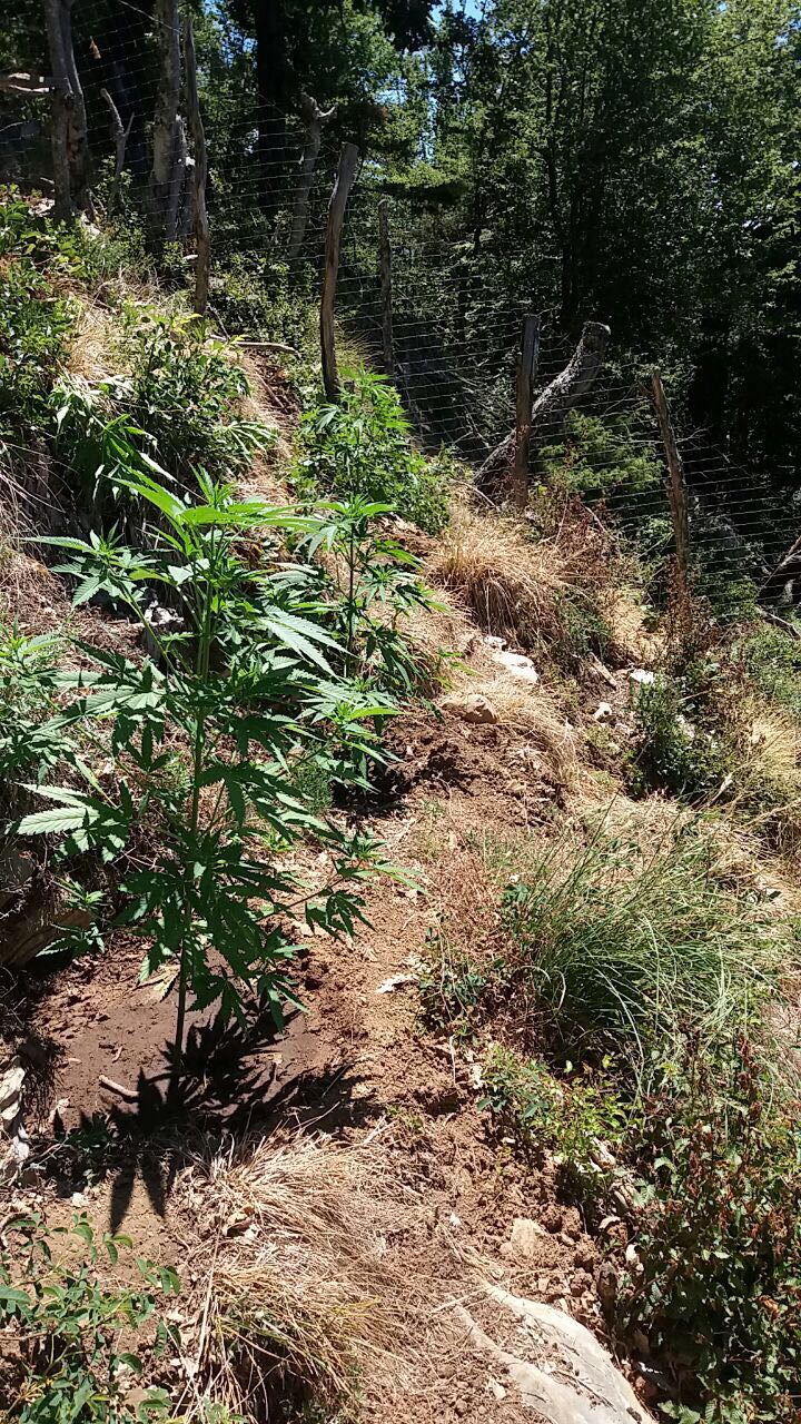 FOTO GALERI/ Krujë, ja si u zbuluan 277 bimë kanabis, identifikohen dhe shpallen në kërkim pronarët