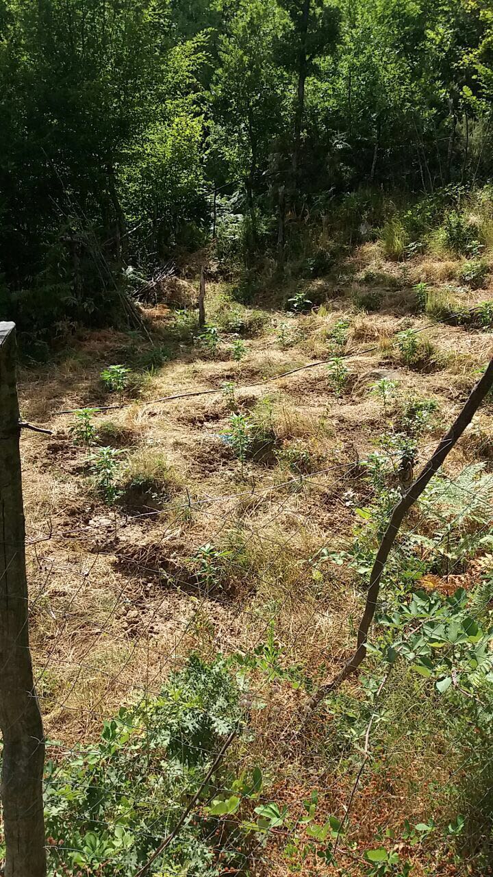 FOTO GALERI/ Krujë, ja si u zbuluan 277 bimë kanabis, identifikohen dhe shpallen në kërkim pronarët