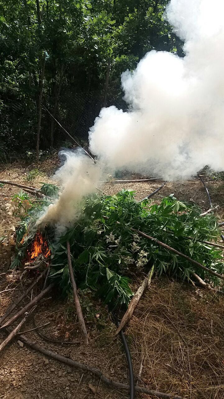 FOTO GALERI/ Krujë, ja si u zbuluan 277 bimë kanabis, identifikohen dhe shpallen në kërkim pronarët