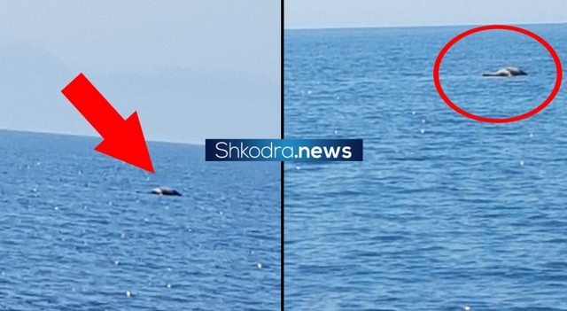 FOTO/ Velipojë, alarmohen pushuesit, kafsha e ngordhur hidhet në det